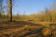 Torn-down shed site with debris removed, leaving a clear yard.