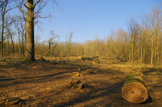 Wide shot showing a freshly ground area where a maple tree once stood, with smooth soil ready for landscaping.