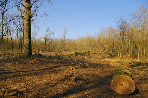 A large area of forest has been cleared, leaving behind stumps and fallen logs. The ground is covered in wood chips and debris, with a few standing trees remaining in the distance. The sky is clear and blue, suggesting a sunny day.