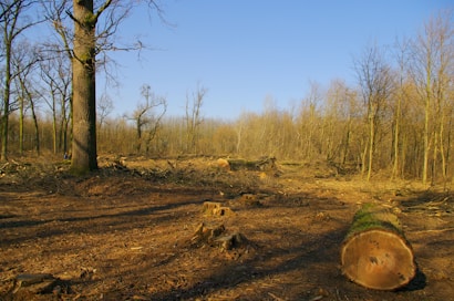 A large area of forest has been cleared, leaving behind stumps and fallen logs. The ground is covered in wood chips and debris, with a few standing trees remaining in the distance. The sky is clear and blue, suggesting a sunny day.