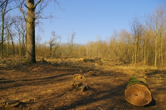 A large area of forest has been cleared, leaving behind stumps and fallen logs. The ground is covered in wood chips and debris, with a few standing trees remaining in the distance. The sky is clear and blue, suggesting a sunny day.