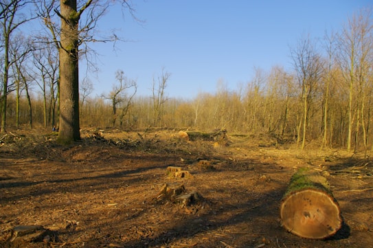 A large area of forest has been cleared, leaving behind stumps and fallen logs. The ground is covered in wood chips and debris, with a few standing trees remaining in the distance. The sky is clear and blue, suggesting a sunny day.