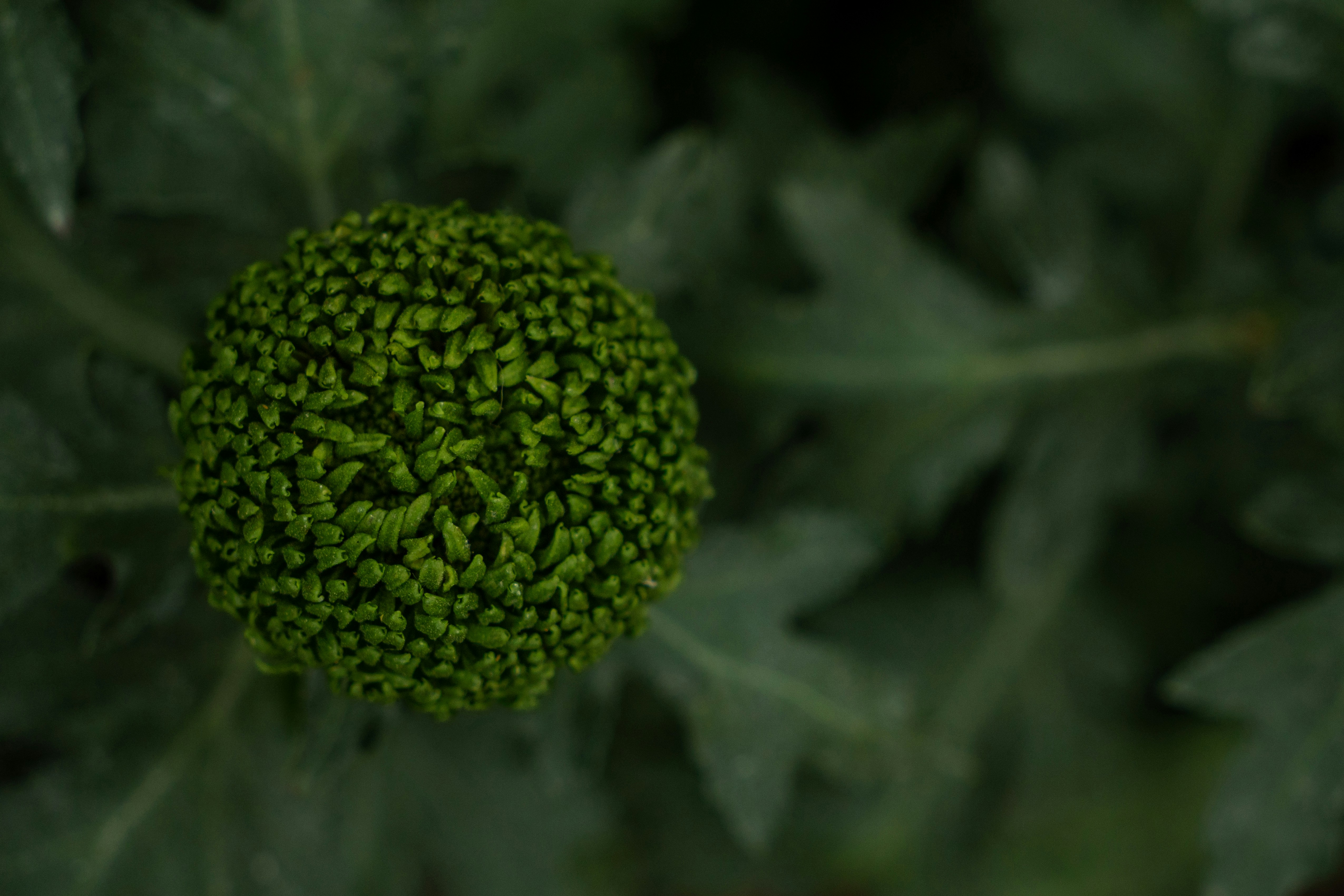 a close up of a green plant with leaves