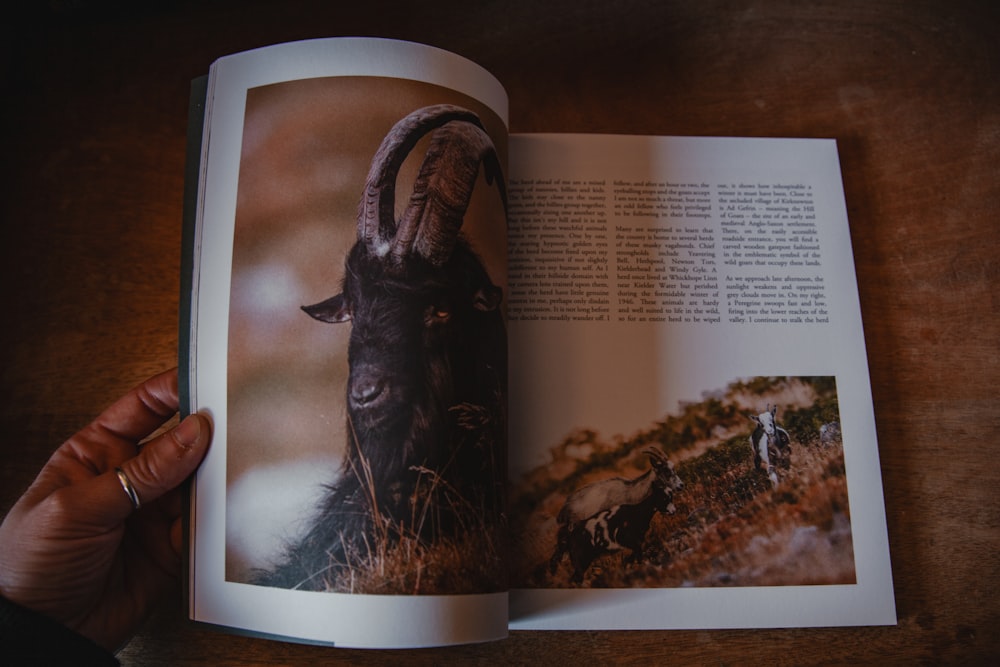 a hand holding an open book with a picture of a goat