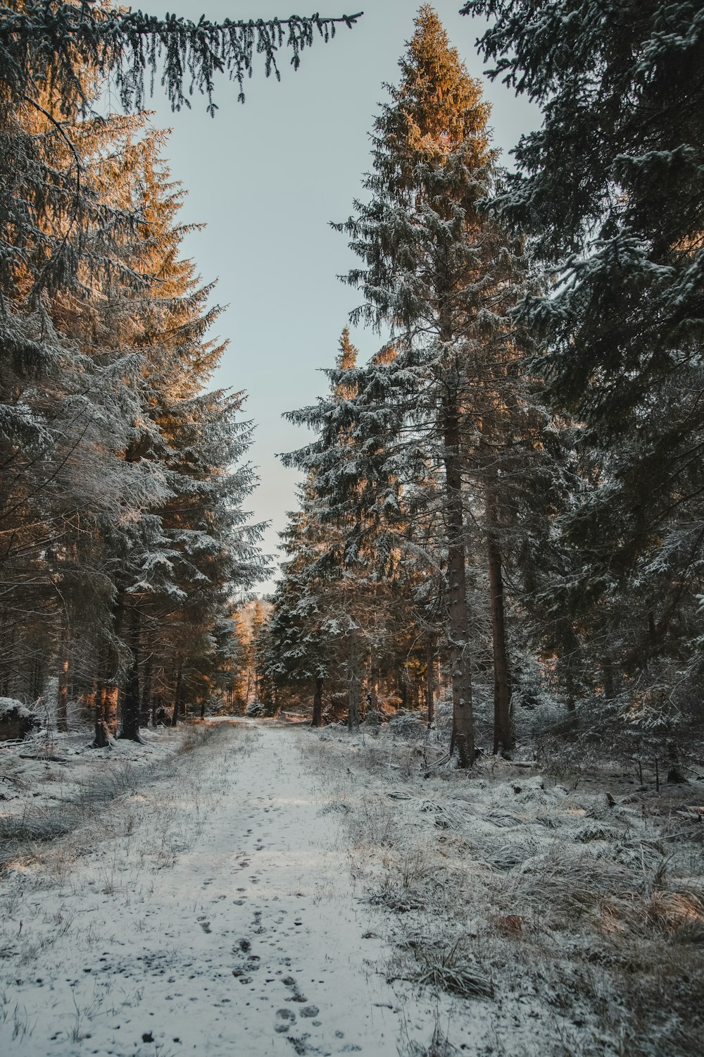 a snow covered road surrounded by tall trees