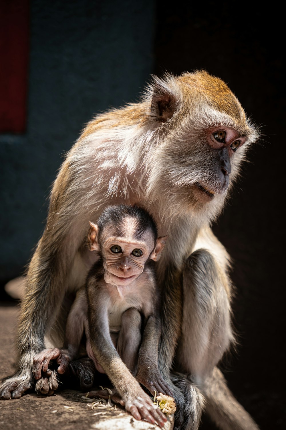 a baby monkey sitting on top of an adult monkey