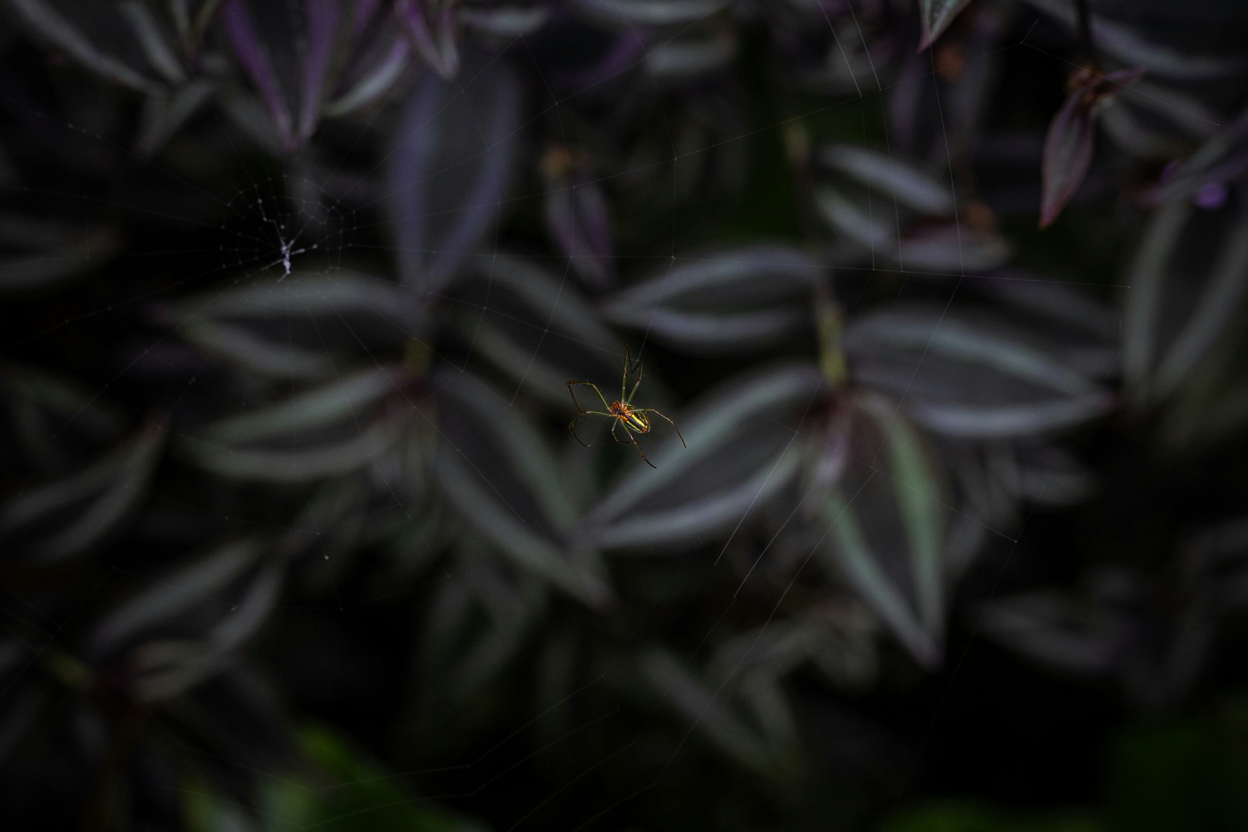 Photo by tlthiva
