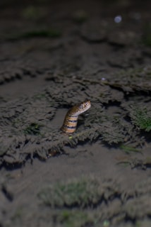 A large anaconda partially submerged in murky water with only its head visible