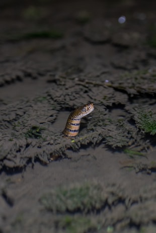 A large anaconda partially submerged in murky water with only its head visible