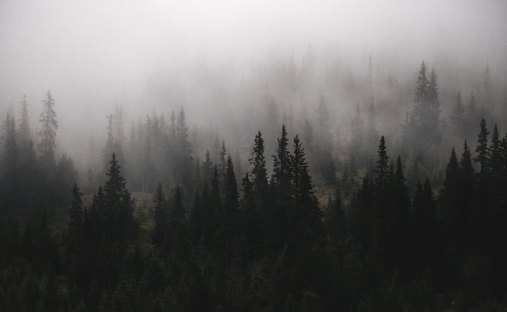 a forest filled with lots of trees covered in fog