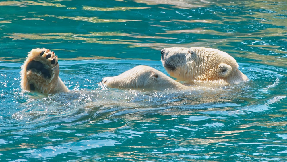 two polar bears swimming in a body of water