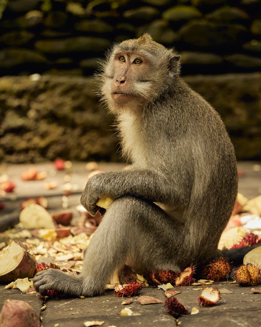 a monkey sitting on the ground looking up