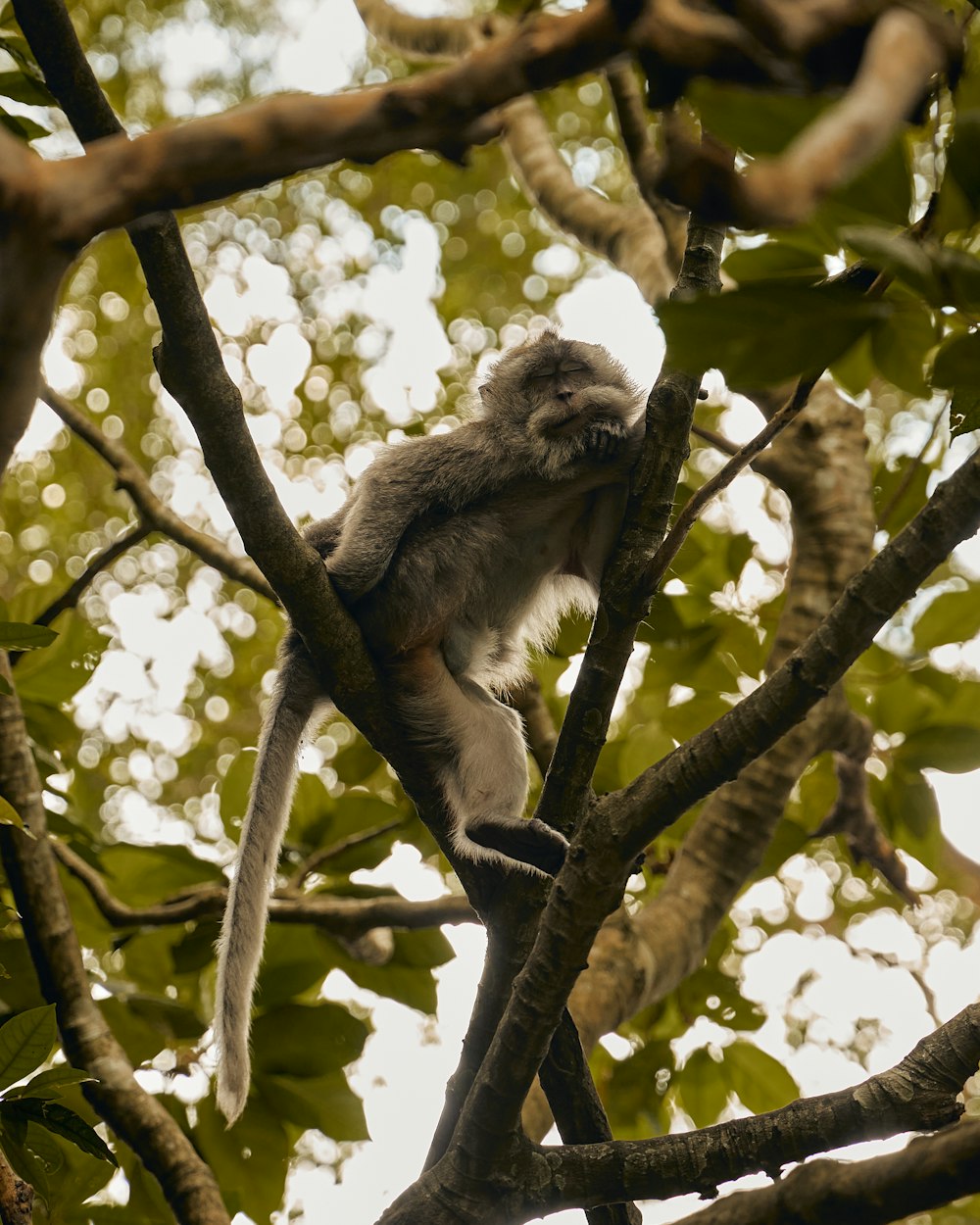 a monkey sitting on a tree branch in a forest