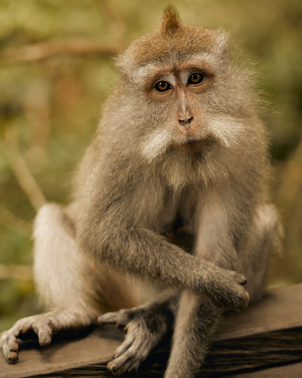 a small monkey sitting on top of a tree branch