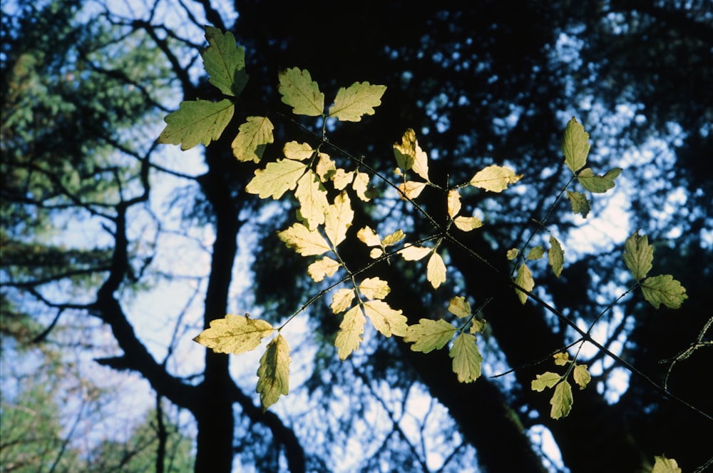 a tree with yellow leaves in front of a blue sky