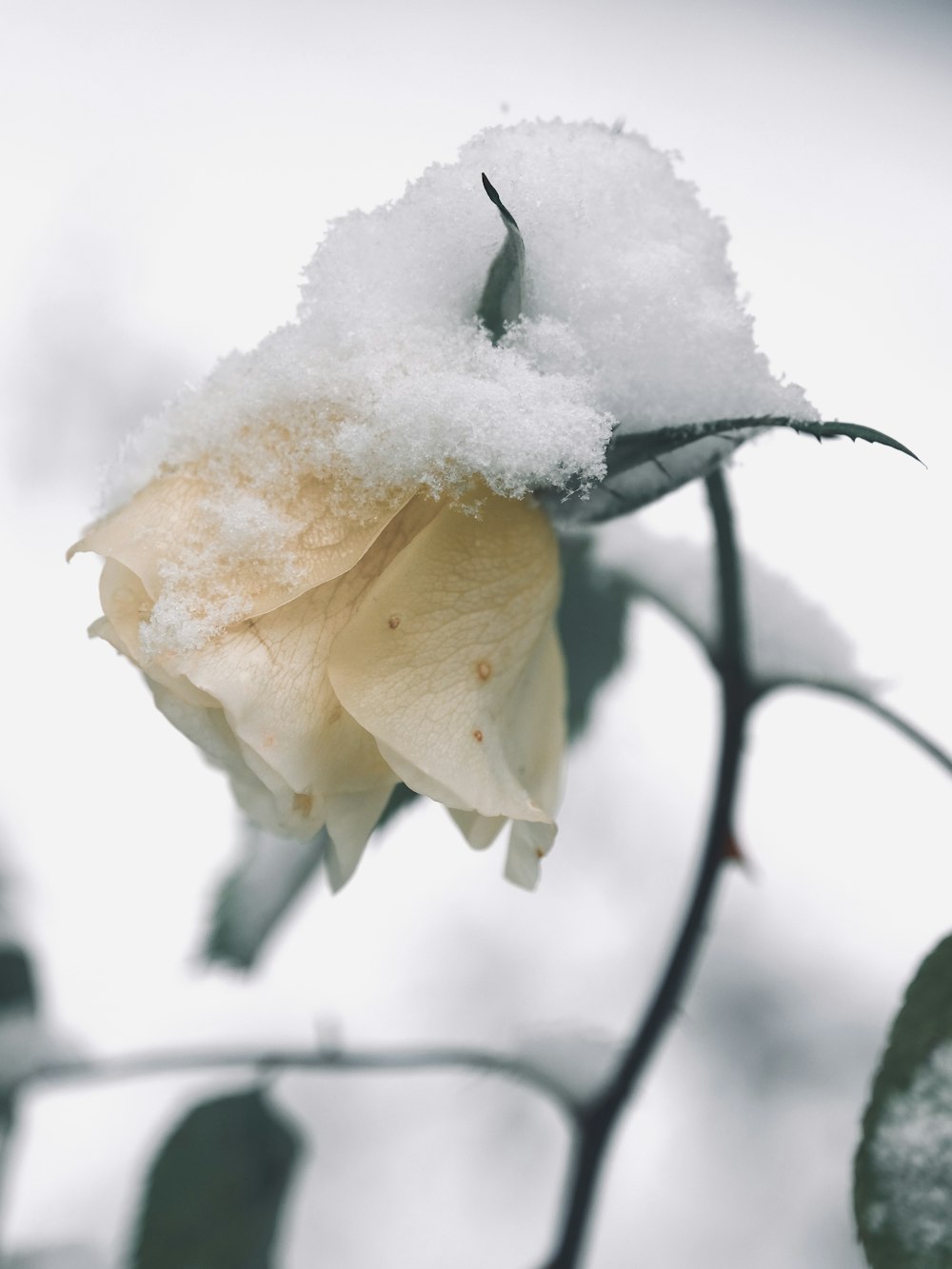 eine Blume mit Schnee darauf, die auf einem Ast sitzt