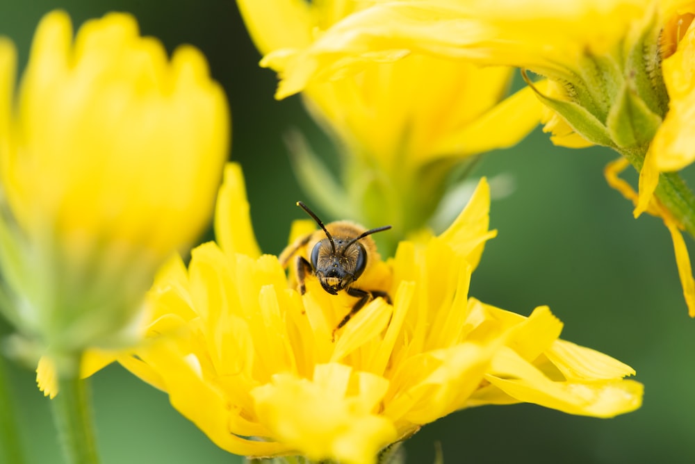 a bee is sitting on a yellow flower