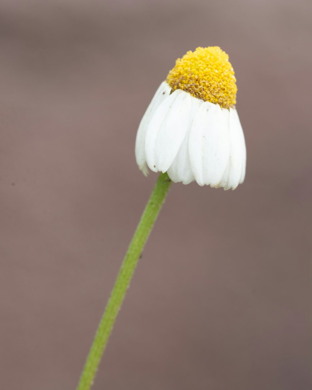 una sola flor blanca con un centro amarillo