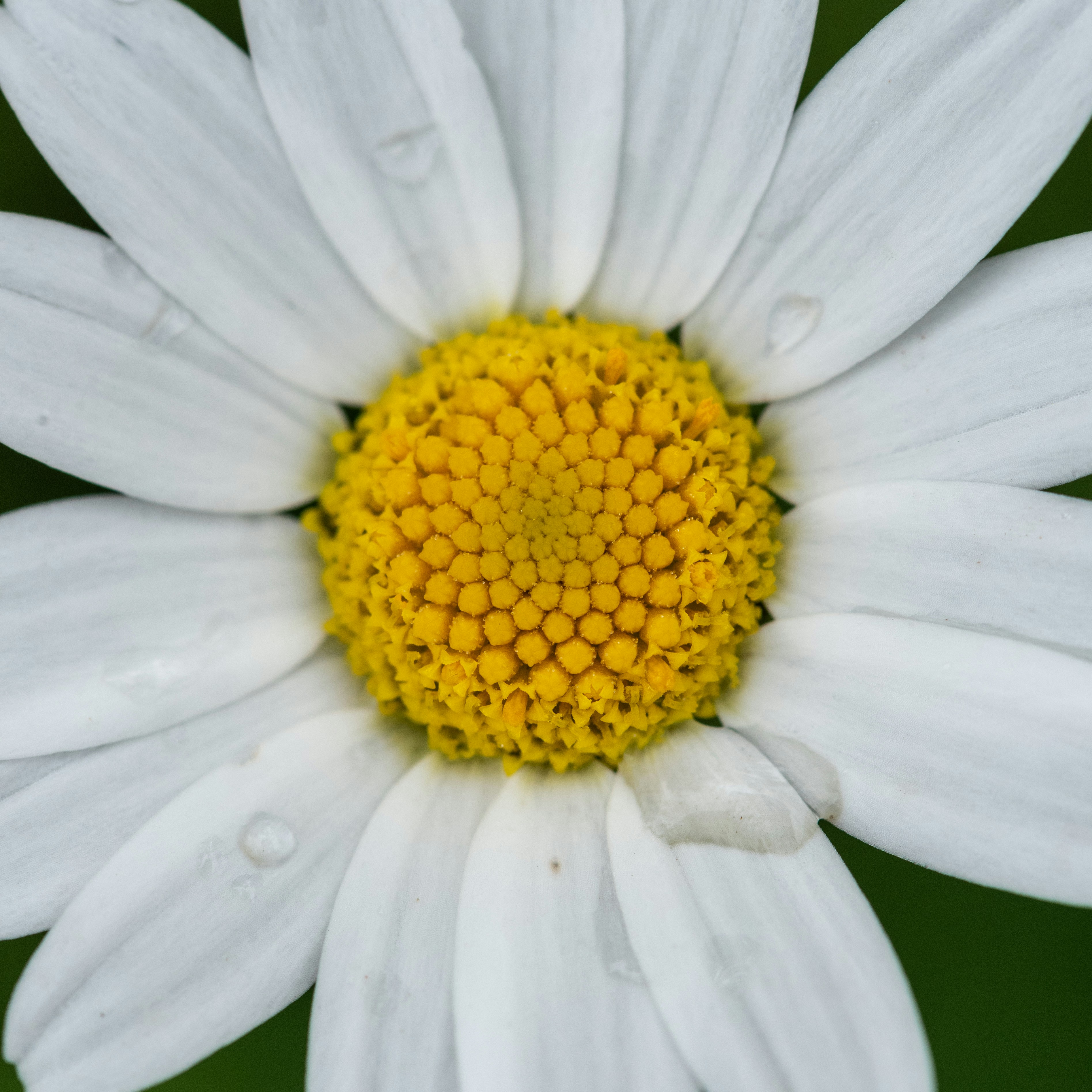 un primo piano di un fiore bianco e giallo