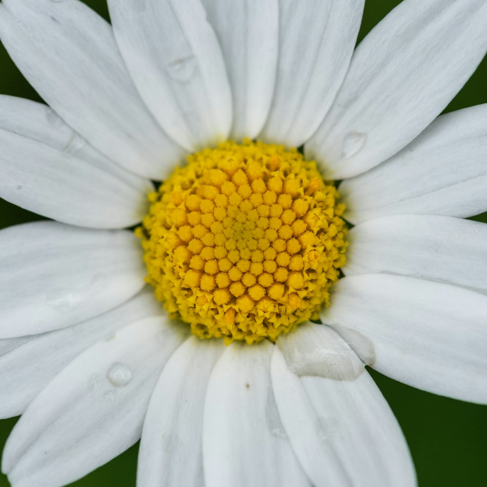 a close up of a white and yellow flower