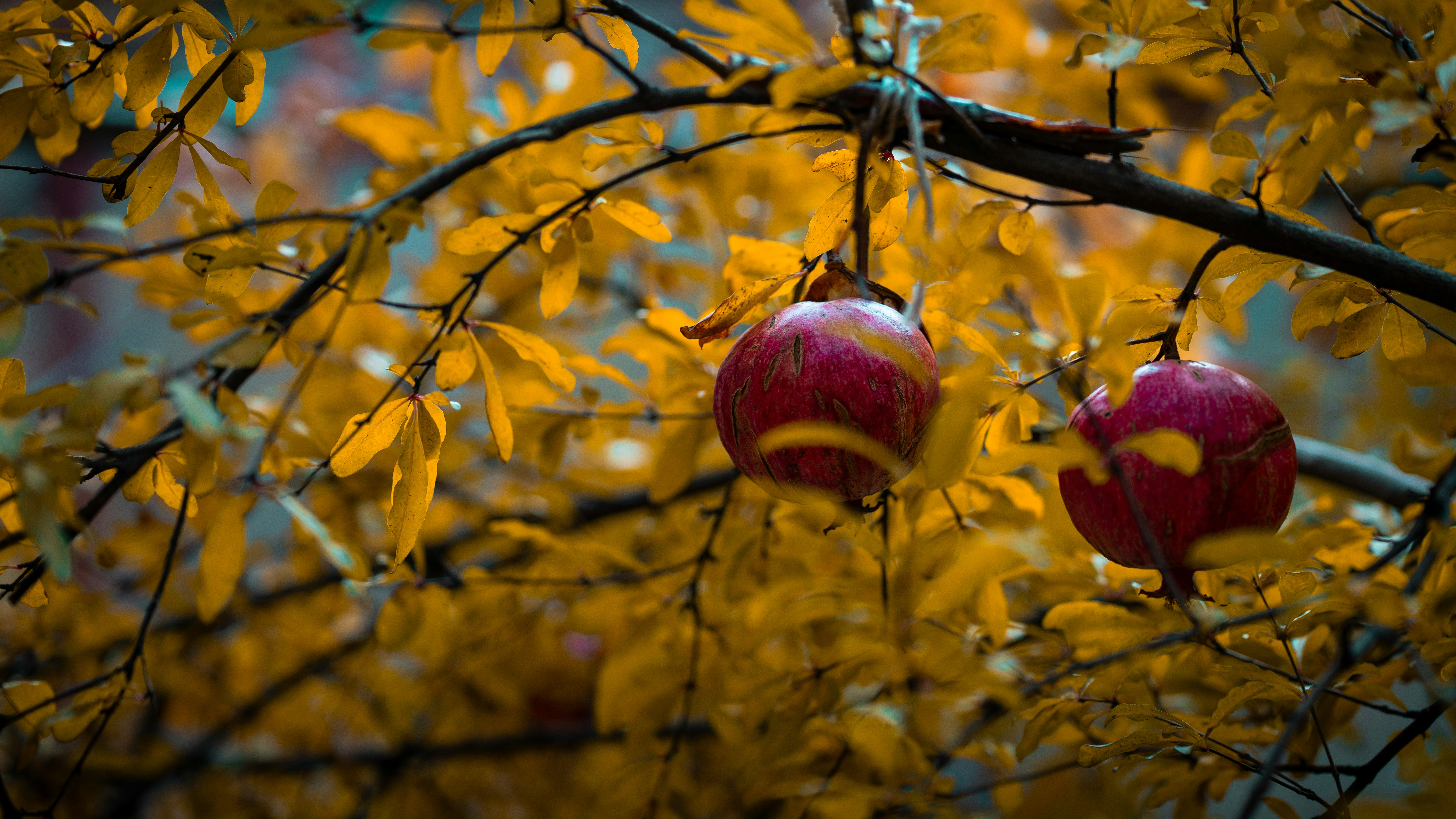 黄色い葉の木からぶら下がっている2つのリンゴ