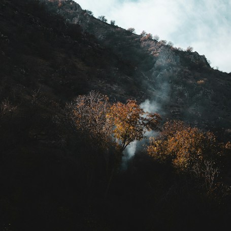 A dark, wooded hillside is partially illuminated by soft daylight, highlighting trees with autumn leaves in shades of orange and yellow. Mist or smoke rises subtly from the base of the trees, creating a mystical atmosphere. The background features rugged and rocky terrain leading up the hill.