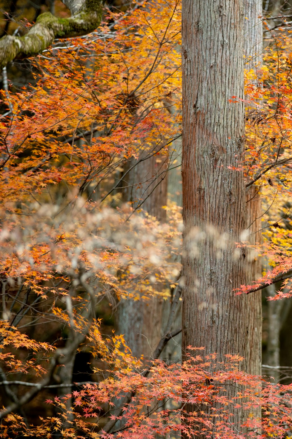 una foresta piena di molti alberi ricoperti di foglie colorate autunnali