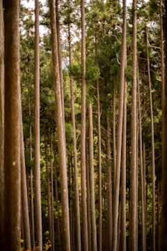 Tall, straight tree trunks extend upwards, surrounded by dense greenery. The trunks are closely aligned and appear to be part of a thick forest with vibrant green foliage.