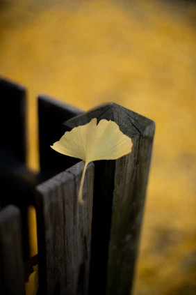 A serene ginkgo leaf resting softly on a muted blue background with hints of sage green.