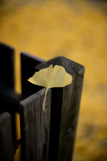 A serene ginkgo leaf resting softly on a muted blue background with hints of sage green.