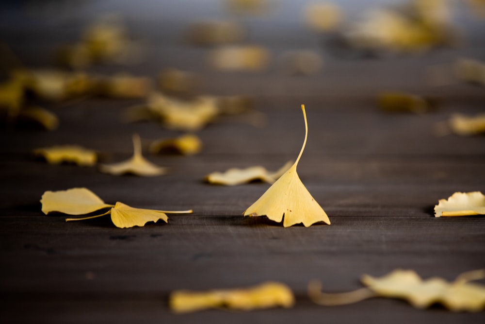 a group of yellow leaves laying on top of a wooden floor