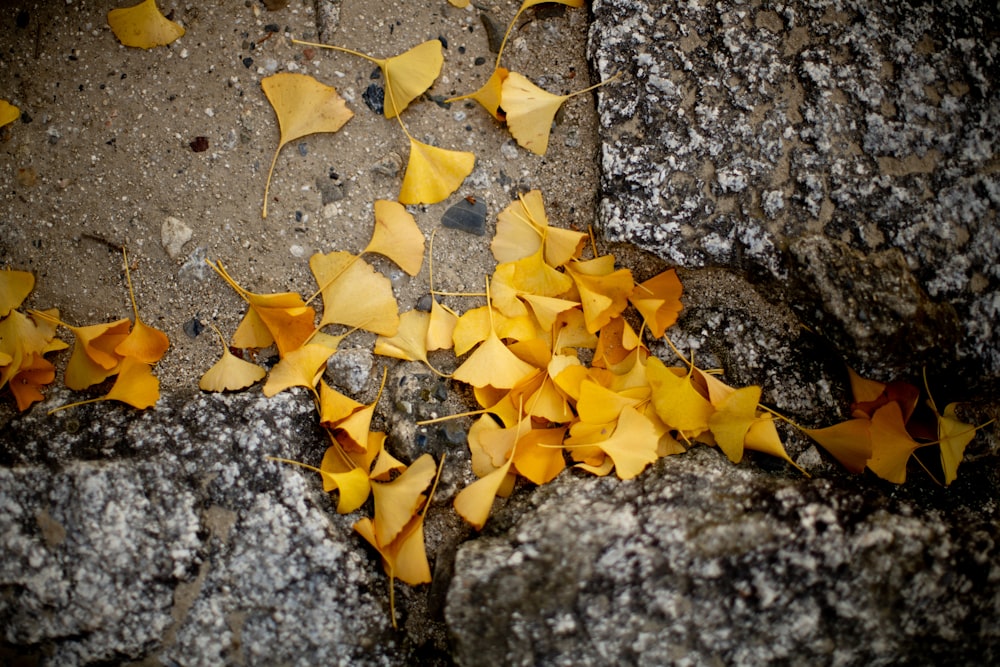 a bunch of yellow leaves laying on the ground