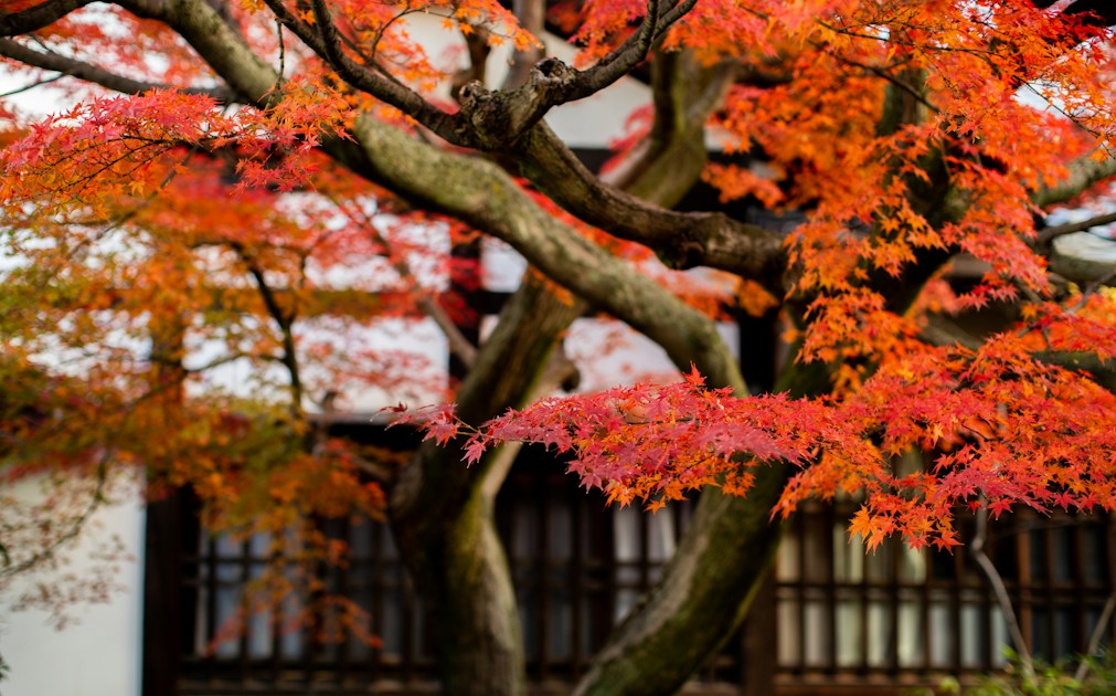 京都紅葉2泊3日｜混雑を外すモデルプランと拝観時間2026