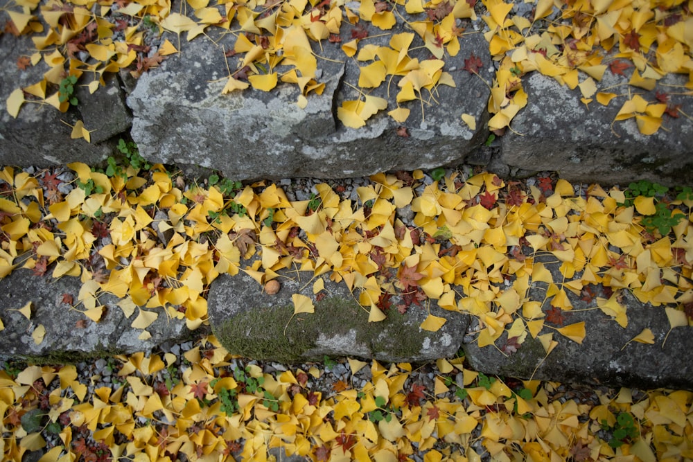 a bunch of leaves that are on the ground