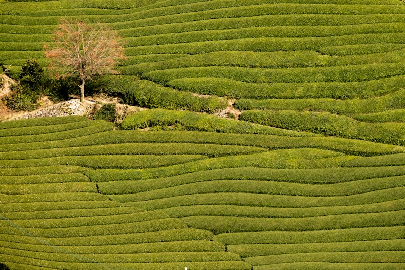 Longjing Village tea plantation terraces