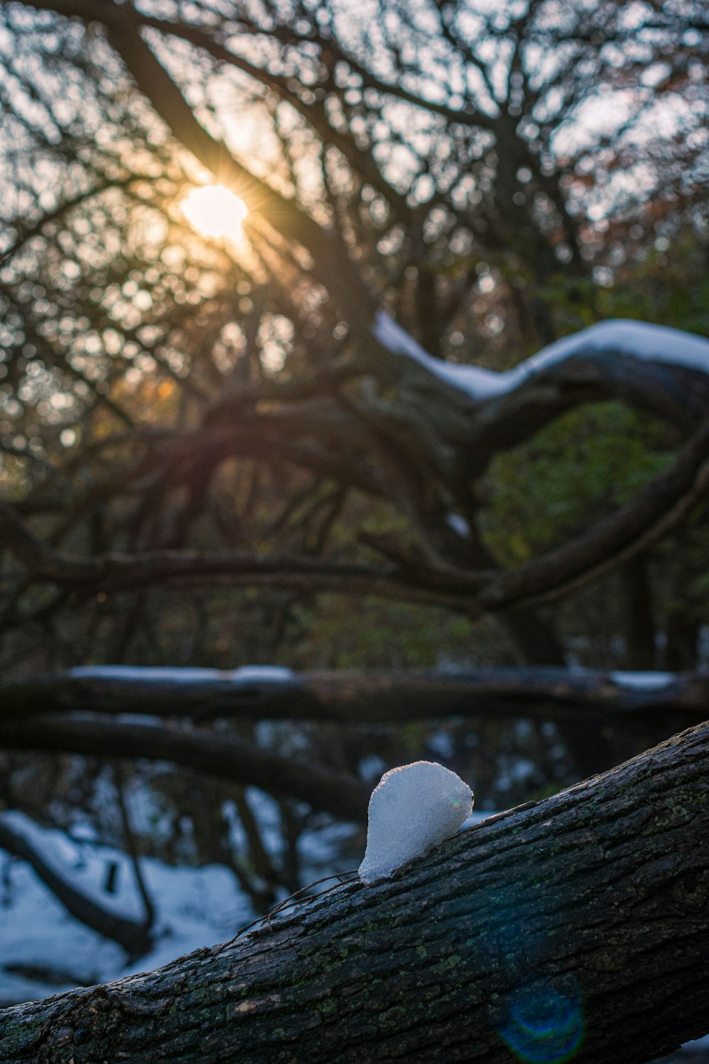 a bird perched on a tree branch in the snow