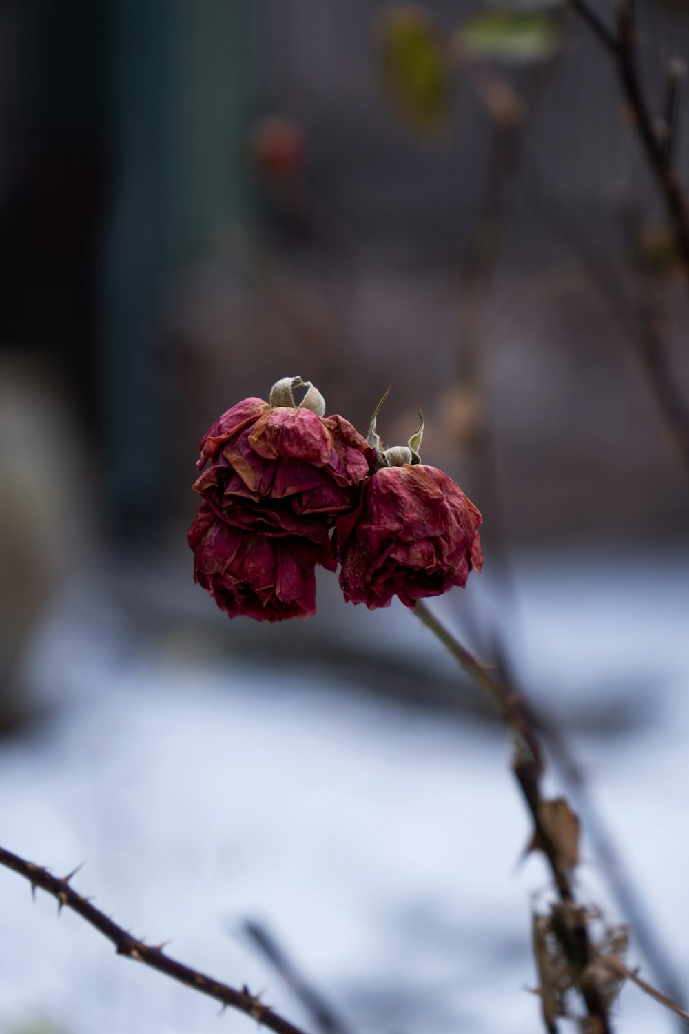 a close up of a flower on a tree branch