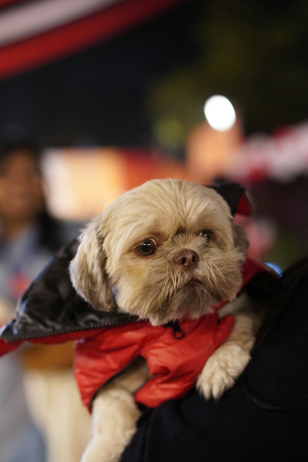 a small dog wearing a red bow tie