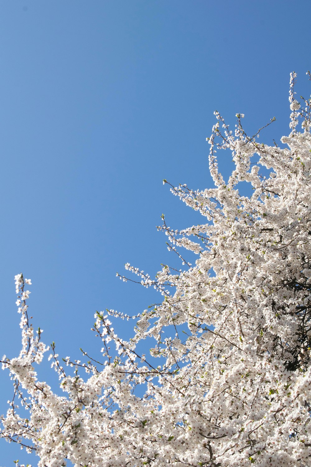 a tree with white flowers and a blue sky in the background