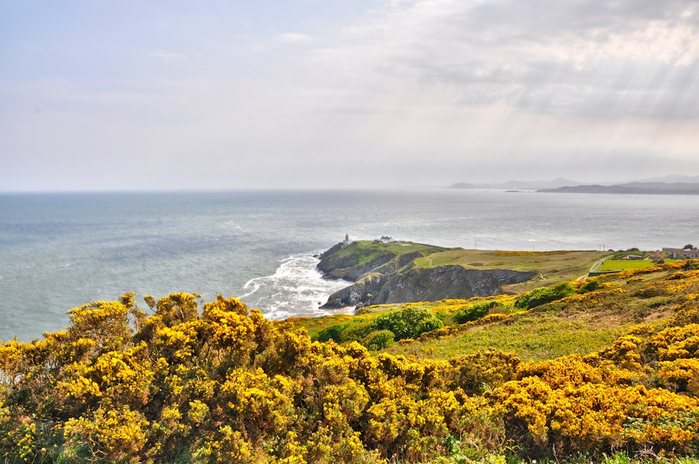 a scenic view of the ocean with yellow flowers in the foreground