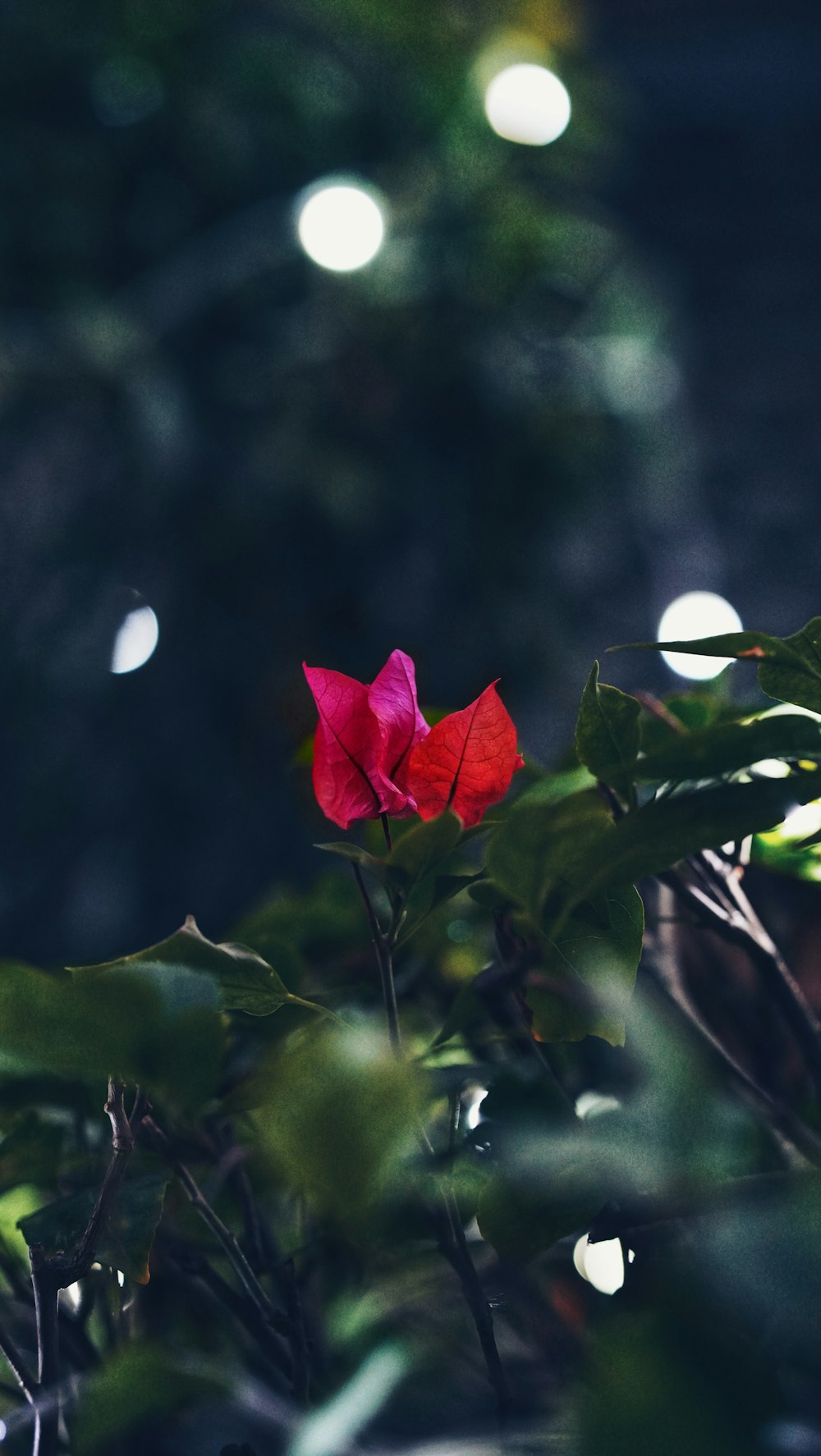 a single red flower sitting on top of a lush green plant