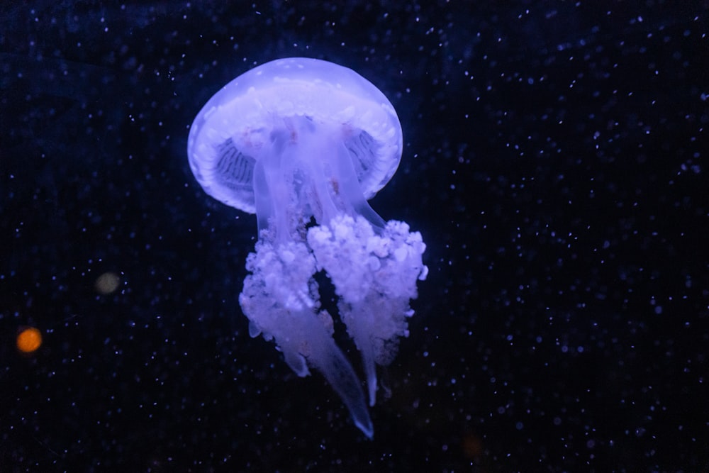 a jellyfish floating in the water at night