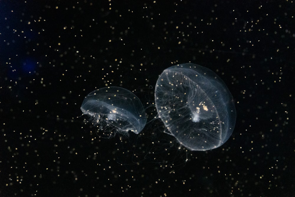 a couple of jellyfish floating in the water