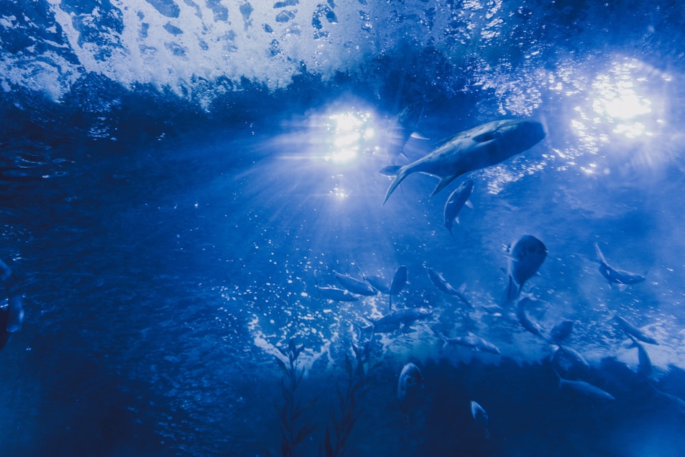 a large group of fish swimming in the ocean