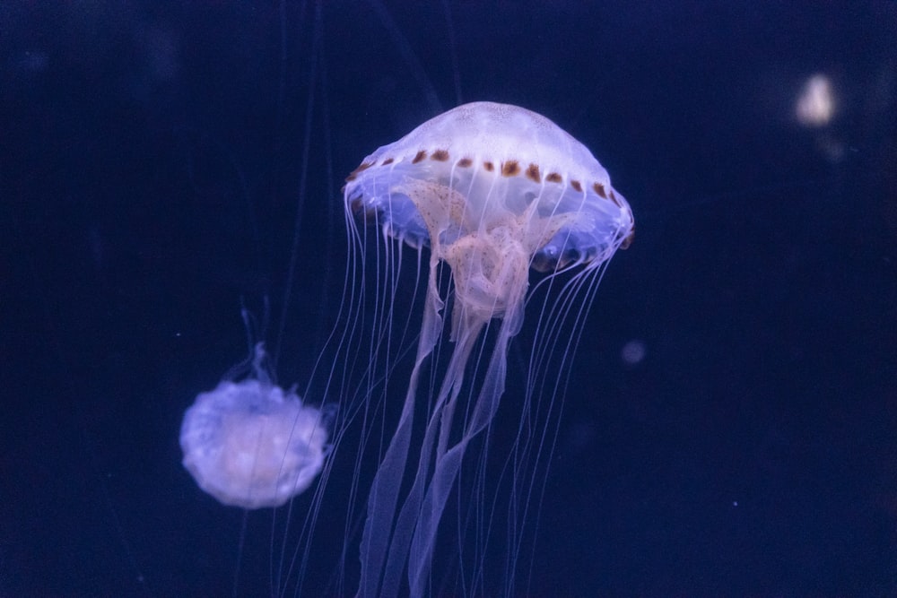 a couple of jellyfish swimming in an aquarium