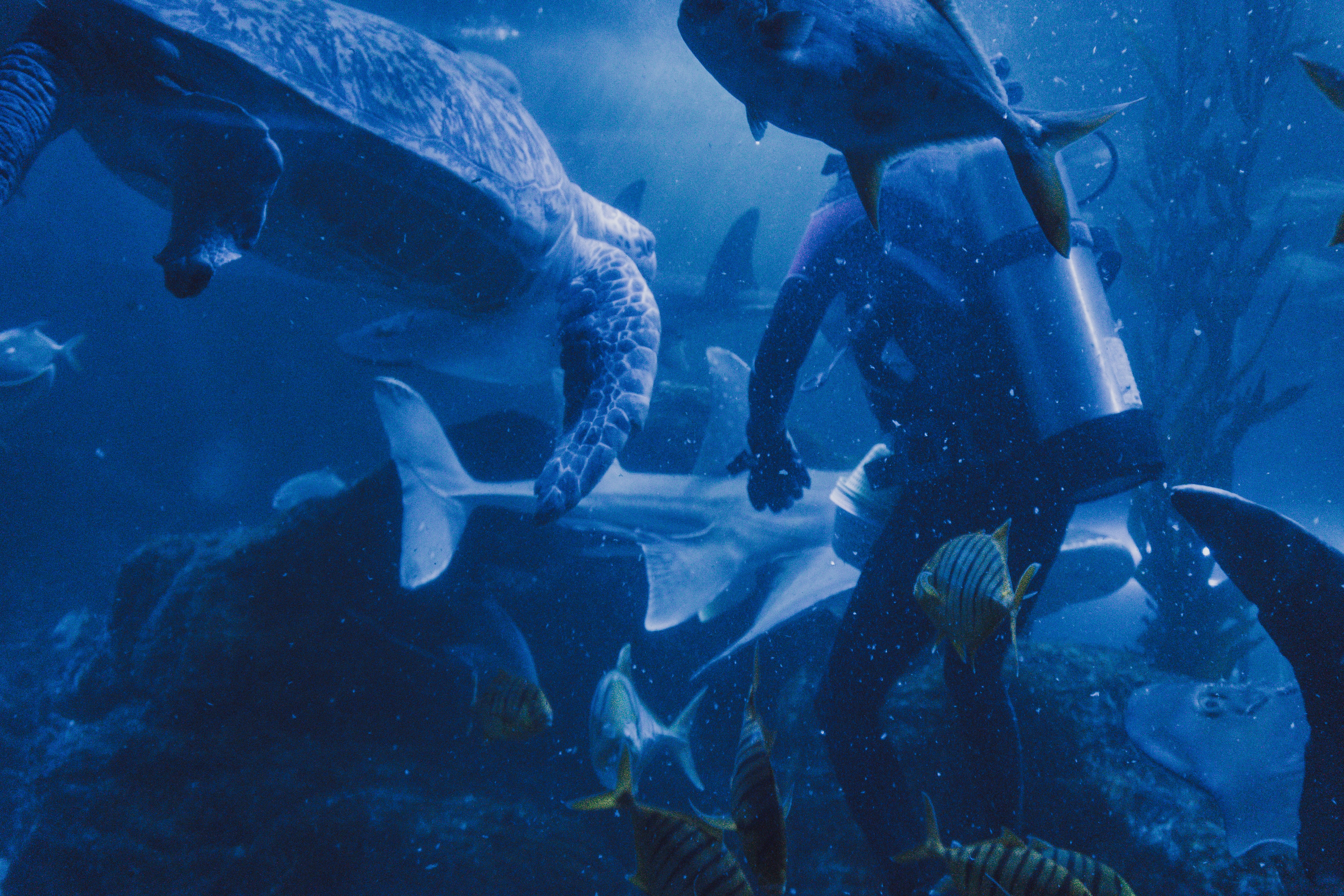 Photo by albert_canite