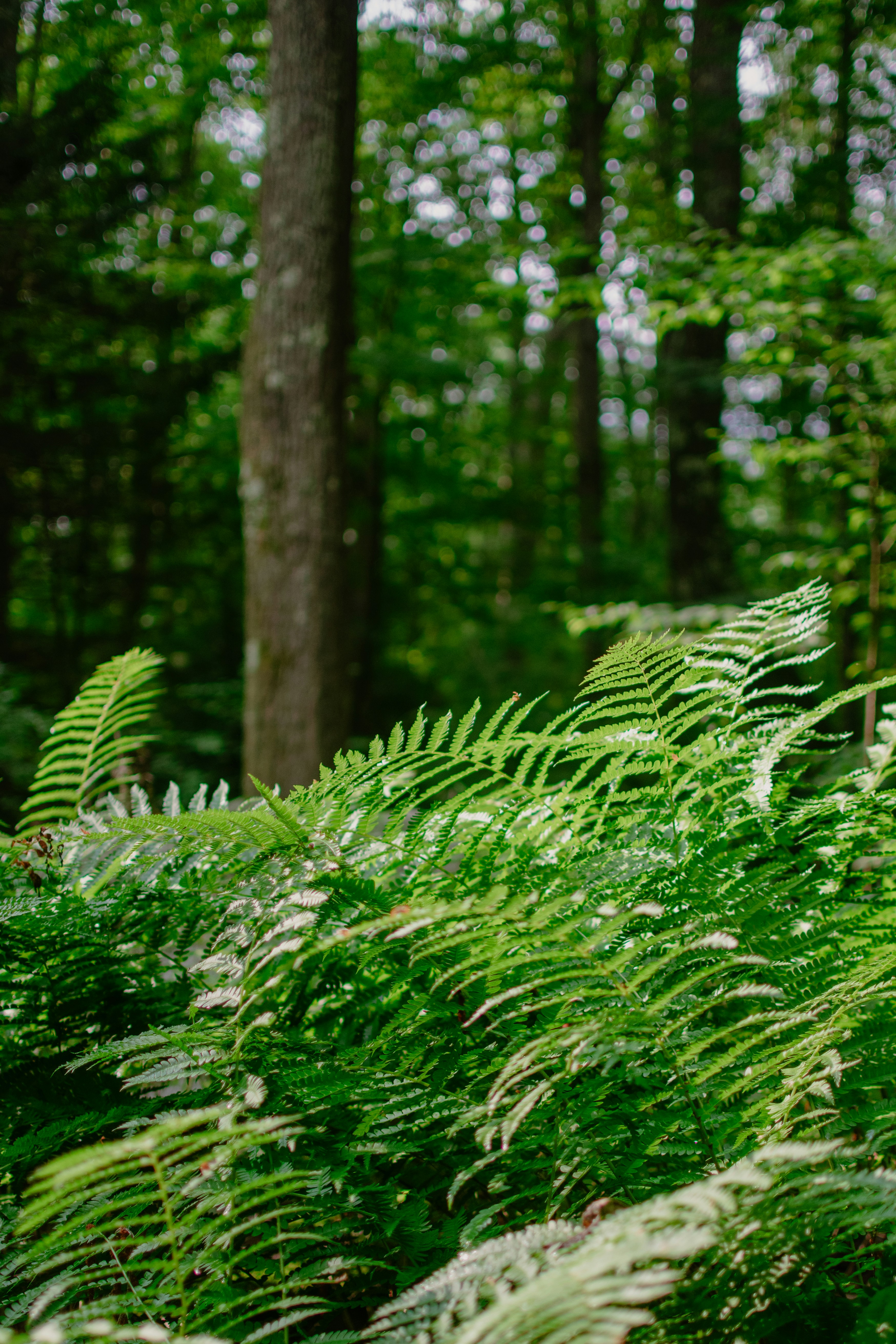 Un frondoso bosque verde lleno de muchos árboles