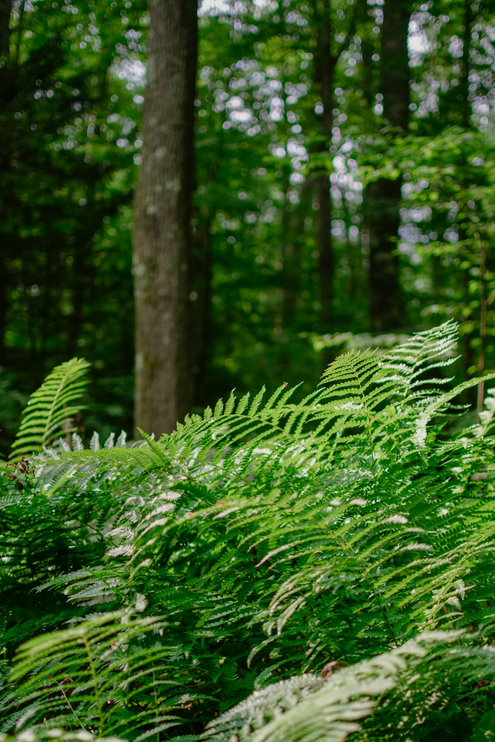 a lush green forest filled with lots of trees