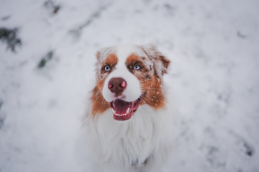 a brown and white dog standing in the snow