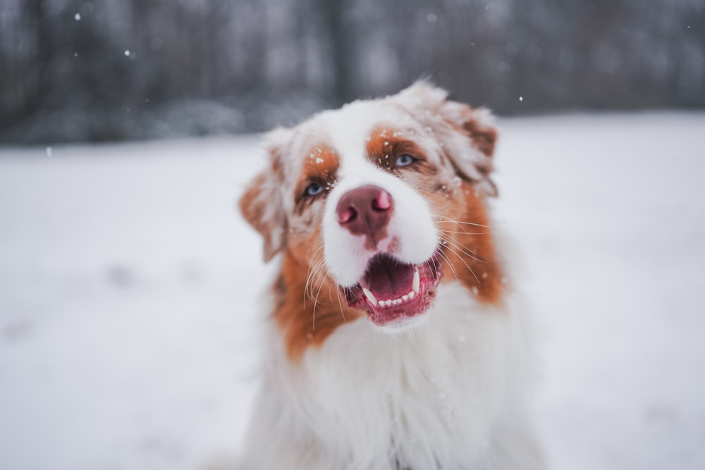 a close up of a dog in the snow